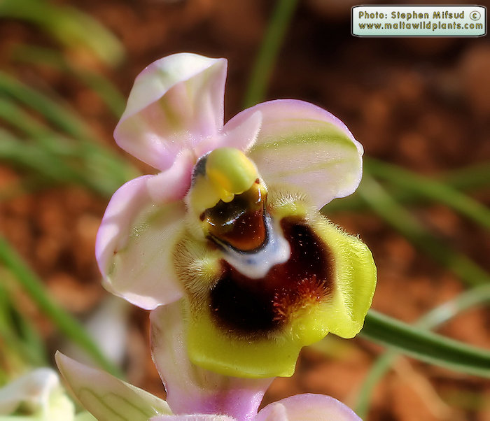 Ophrys tenthredinifera subsp. grandiflora / Large-flowered Sawfly Orchid / Naħla kbira